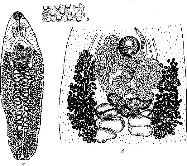 Представитель Семейства Pleorchiidae
